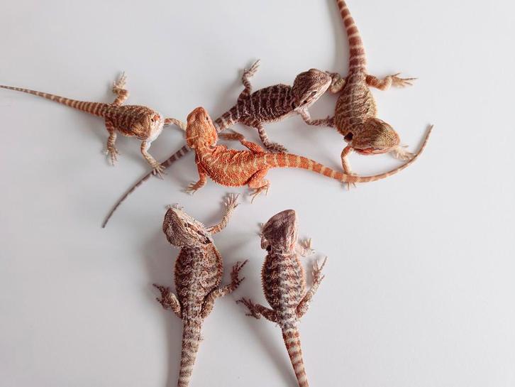 Jongen Baardagamen, Dieren en Toebehoren, Reptielen en Amfibieën, Hagedis, 0 tot 2 jaar, Tam