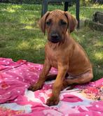 Rhodesian ridgeback pups met stamboom, Dieren en Toebehoren, Honden | Beagles, Bassets en Lopende honden, Rabiës (hondsdolheid)