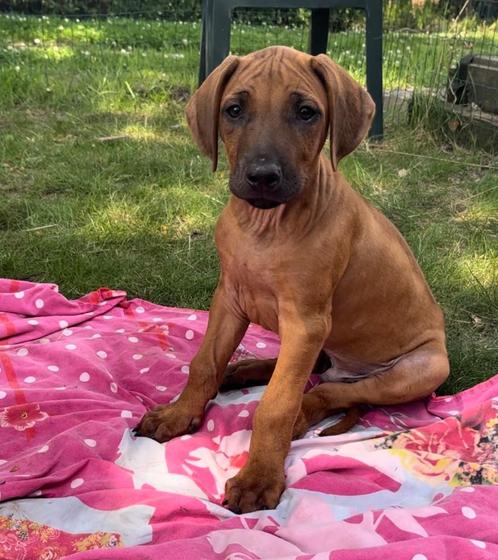 Rhodesian ridgeback pups met stamboom, Dieren en Toebehoren, Honden | Beagles, Bassets en Lopende honden, Meerdere dieren, Overige rassen