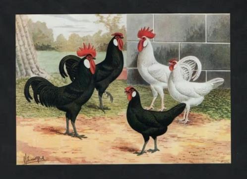 Pluimvee Kippen Minorca Zwart Wit Boerderij, Van Gink., Verzamelen, Ansichtkaarten | Dieren, Ongelopen, 1980 tot heden, Vogel