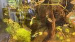 Baby guppy’s, Dieren en Toebehoren, Vissen | Aquariumvissen, Vis