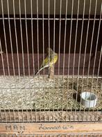 Kanaries timberado, Dieren en Toebehoren, Vogels | Kanaries, Meerdere dieren, Zangkanarie