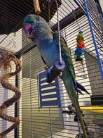Alexander pappegai Bella, Dieren en Toebehoren, Vogels | Parkieten en Papegaaien, Vrouwelijk, Parkiet, Tam