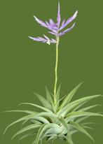 Tillandsia Cacticola, Ophalen of Verzenden, Overige soorten, Minder dan 100 cm
