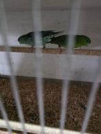 Catharinas, Meerdere dieren