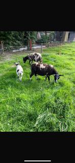 3 schapen te koop: 2 ooien en 1 ram!, Dieren en Toebehoren, Schapen, Geiten en Varkens, Meerdere dieren, Schaap, 0 tot 2 jaar
