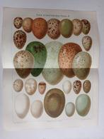 2x Litho 1895 Eieren,, Ophalen of Verzenden