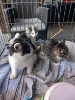 Kittens te koop