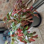 Gratis lidcactussen, Ophalen of Verzenden, Halfschaduw, Minder dan 100 cm