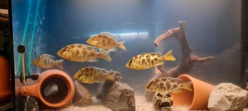 Malawi cicliders 6 stuks mooie kweek dieren €45, Dieren en Toebehoren, Vissen | Aquariumvissen, Vis