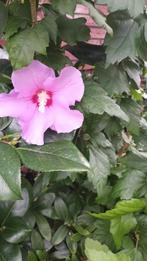 Hibiscus stekjes, Tuin en Terras, Planten | Tuinplanten, Ophalen, Zomer, Overige soorten, Volle zon