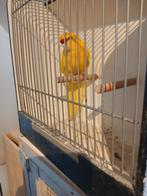 Kakariki man geringd 2023, Mannelijk