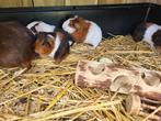 Jonge cavia mannetjes, Dieren en Toebehoren, Juli, Meerdere dieren, Cavia