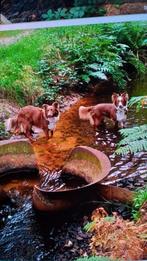 Honden oppas aangeboden, Dieren en Toebehoren, Ophalen of Verzenden