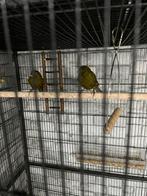 Een koppel groen kobalt kwalite, Dieren en Toebehoren, Meerdere dieren, Parkiet