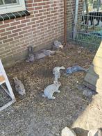 Mooie Vlaamse reuzen, Dieren en Toebehoren, Meerdere dieren, Groot