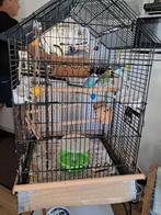 parkietenkooi, Dieren en Toebehoren, Vogels | Hokken en Kooien, Ophalen of Verzenden, Zo goed als nieuw, Metaal, Vogelkooi