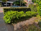 4 Witte pluim hortensia’s, Tuin en Terras, Planten | Tuinplanten, Vaste plant, Halfschaduw, Zomer, Ophalen