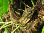 gargoyle gekko, Dieren en Toebehoren, Reptielen en Amfibieën, 0 tot 2 jaar, Hagedis