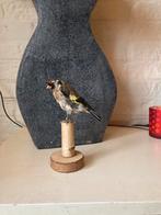 Mooie opgezette Putter Taxidermie !!!, Nieuw, Opgezet dier, Vogel, Ophalen of Verzenden