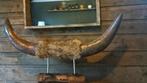 Supergaaf metalen longhorn gewei!, Ophalen of Verzenden