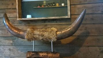 Supergaaf metalen longhorn gewei! beschikbaar voor biedingen