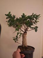 Ficus Ginseng Pre-Bonsai - 5cm Stam, Overige soorten, Vaste plant, Ophalen of Verzenden, Bloeit niet