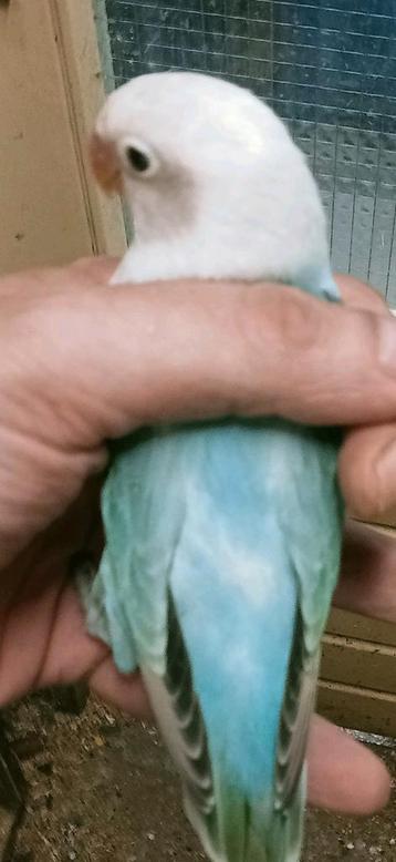 Prachtige piep jonge agapornis fisheri opaline turquoise  beschikbaar voor biedingen