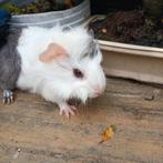 Dit lieve cavia zeugje Lola zoekt een gouden huisje, Cavia, Juli, Vrouwelijk, Tam