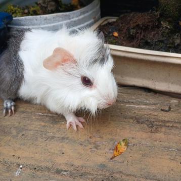 Dit lieve cavia zeugje Lola zoekt een gouden huisje  beschikbaar voor biedingen