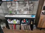 Terrarium op te halen met of zonder baardagaam, Dieren en Toebehoren, Reptielen en Amfibieën | Toebehoren, Ophalen, Gebruikt, Terrarium of Paludarium