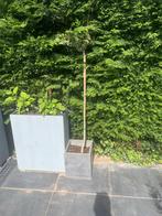 2x hardstenen plantenbak + boompje, Tuin en Terras, Steen, Gebruikt, Minder dan 60 cm, Ophalen of Verzenden