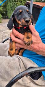 Te koop black&tan puppy's., Dieren en Toebehoren, Honden | Teckels en Dashonden, 8 tot 15 weken, Korthaar, Dwerg, CDV (hondenziekte)