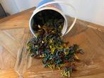 Grote verzameling plastic soldaatjes speelgoed, Ophalen of Verzenden, Gebruikt