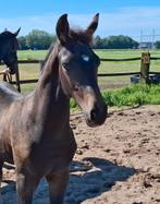 Hengstveulen KWPN, Dressuurpaard, 0 tot 2 jaar, Hengst, Onbeleerd
