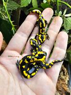 Vuursalamanders Salamandra salamandra terrestris, Dieren en Toebehoren, Reptielen en Amfibieën, Amfibie, 0 tot 2 jaar