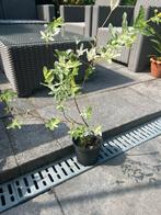 Salix integra, Ophalen of Verzenden