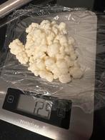 Kefirkorrels, Diversen, Levensmiddelen, Ophalen