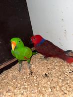 Edelpapegaaien Koppel broedrijp gezond koppel, Dieren en Toebehoren, Meerdere dieren, Parkiet