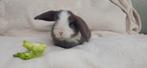Prachtige NHD x minilop konijntjes beschikbaar, Meerdere dieren, Klein, Hangoor, 0 tot 2 jaar