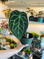 Anthurium crystallinum, Huis en Inrichting, Ophalen of Verzenden, Halfschaduw, Minder dan 100 cm
