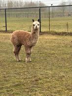 Alpaca merrie met hengstveulen te koop!, Dieren en Toebehoren, Overige Dieren, Juli, Meerdere dieren