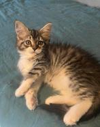 Maine Coon kittens, Meerdere dieren, Ingeënt, 0 tot 2 jaar