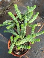 Crassula marnnierriana, Ophalen of Verzenden, Overige soorten, Volle zon