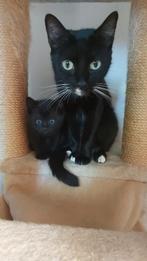 Kittens, Dieren en Toebehoren, Ophalen, Zo goed als nieuw