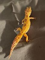 Eublepharis Macularius - Luipaardgekko Tremper Albino Revers, Hagedis, Met terrarium, 3 tot 6 jaar