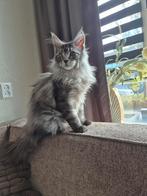 Herplaatsing 2 maine coon kittens zusjes, Dieren en Toebehoren, Poes, Gechipt, 0 tot 2 jaar