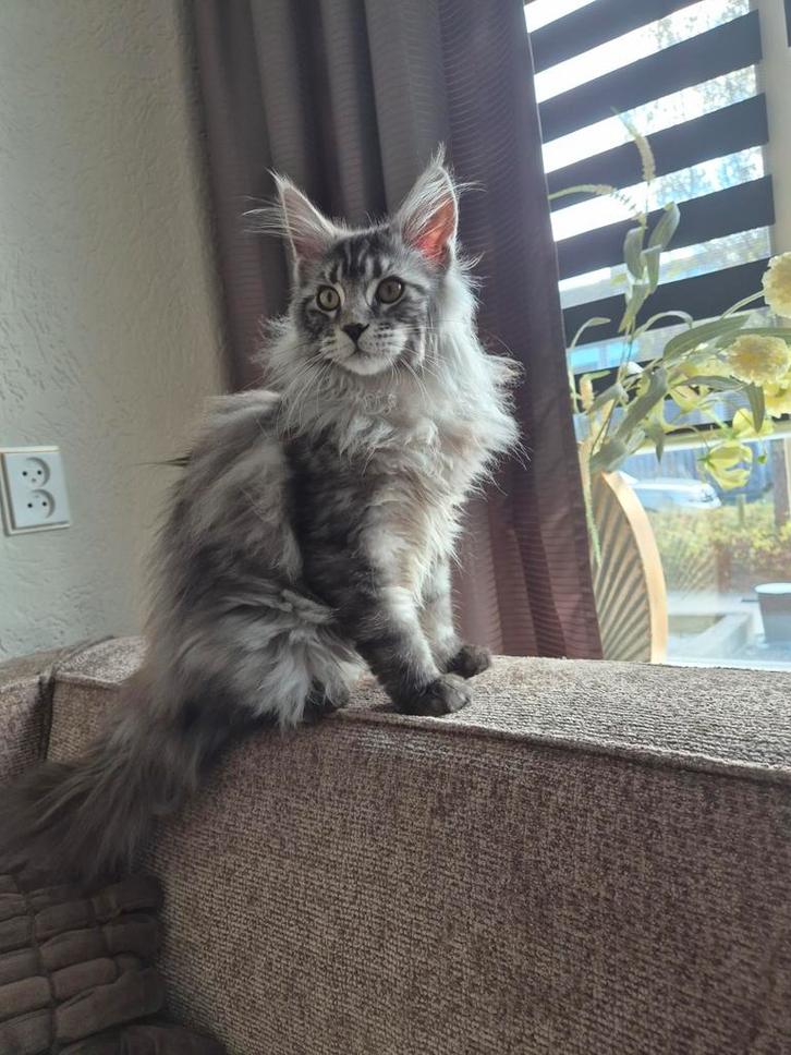 Herplaatsing 2 maine coon kittens zusjes, Dieren en Toebehoren, Katten en Kittens | Raskatten | Langhaar, Poes, 0 tot 2 jaar, Gechipt