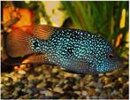 Herichthys cyanoguttatus (Texas Cichliden), Dieren en Toebehoren, Vis, Zoetwatervis