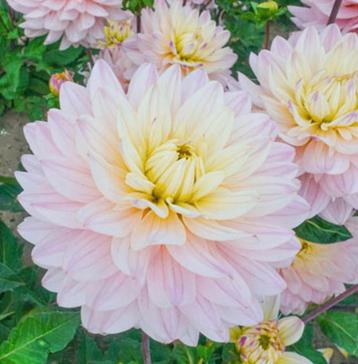 Dahlia Knollen - zacht roze  bloemen beschikbaar voor biedingen